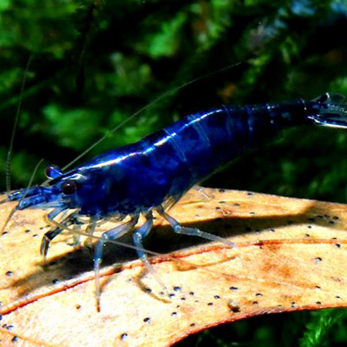 Crevettes Blue Velvet