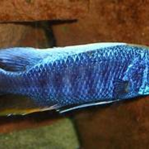 Recherche Sciaenochromis fryeri femelle adulte