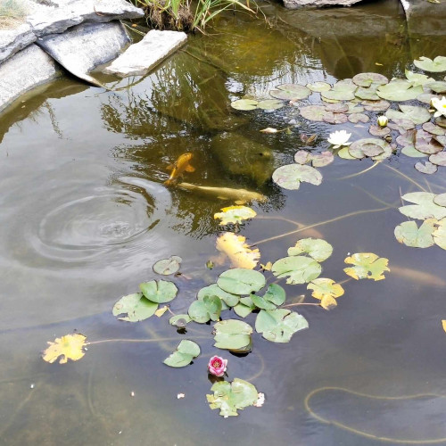 Une quinzaine de koi à vendre - toutes tailles