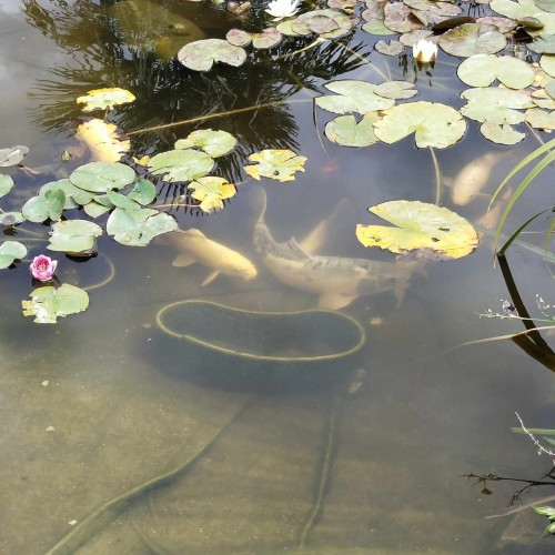 Une quinzaine de koi à vendre - toutes tailles