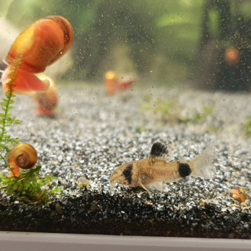 Corydoras panda