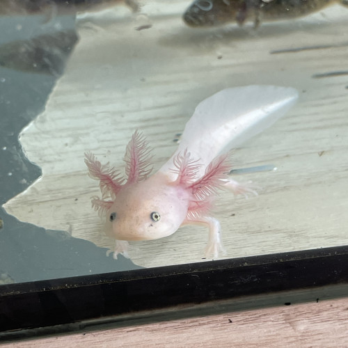 Axolotl