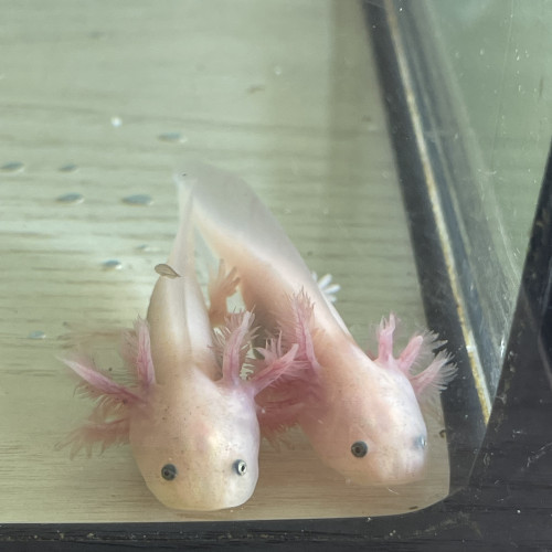 Axolotl