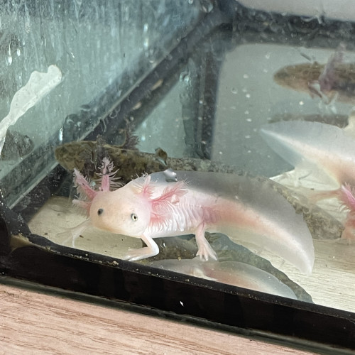 Axolotl