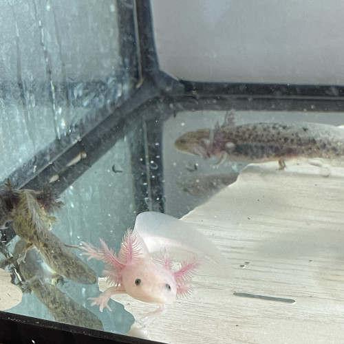 Axolotl