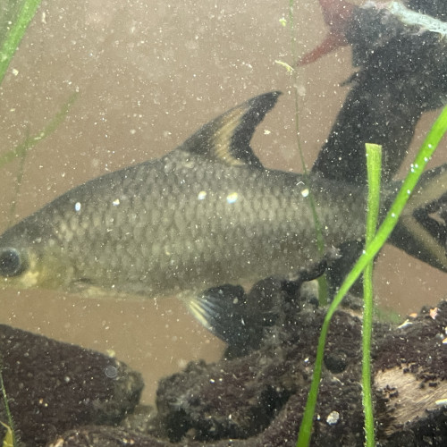 Dons de poisson d’eau chaude