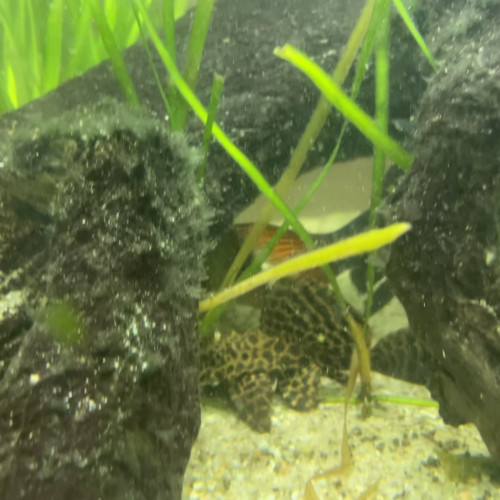 Dons de poisson d’eau chaude