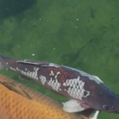 Grosses carpes koi