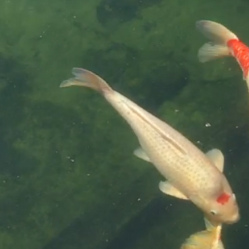 Grosses carpes koi