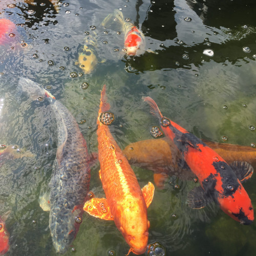 Grosses carpes koi