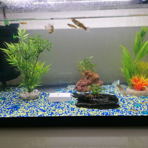 Aquarium complet 60l + guppys