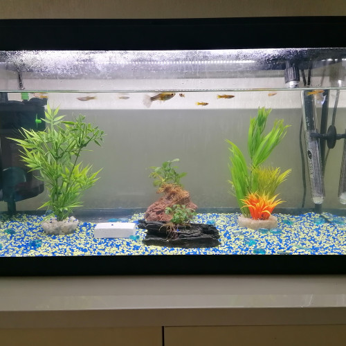 Aquarium complet 60l + guppys