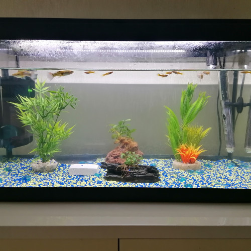 Aquarium complet 60l + guppys