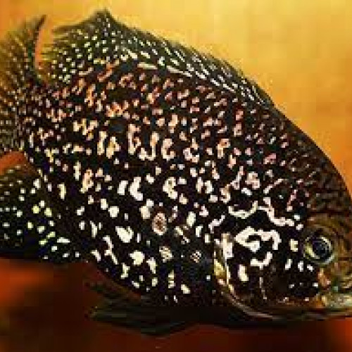 Paratilapia Sp Andapa
