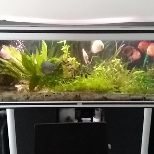 Aquarium 450 l complet +Discus