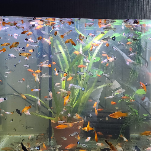 Guppy, platy, molly, xipho