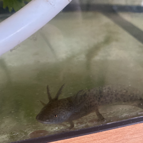 Axolotl