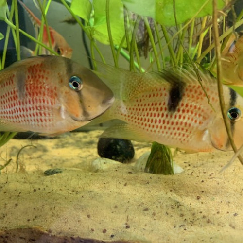 Guinacara sphenozona sipaliwini red spot (x6)