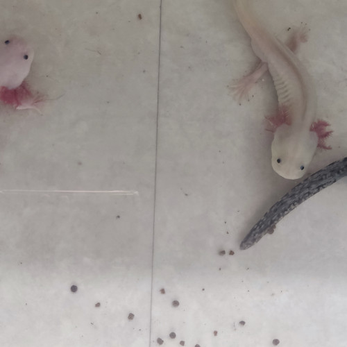 Axolotls