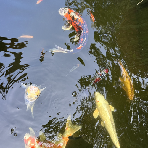 Carpes koi.  60cm