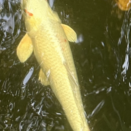 Carpes koi.  60cm