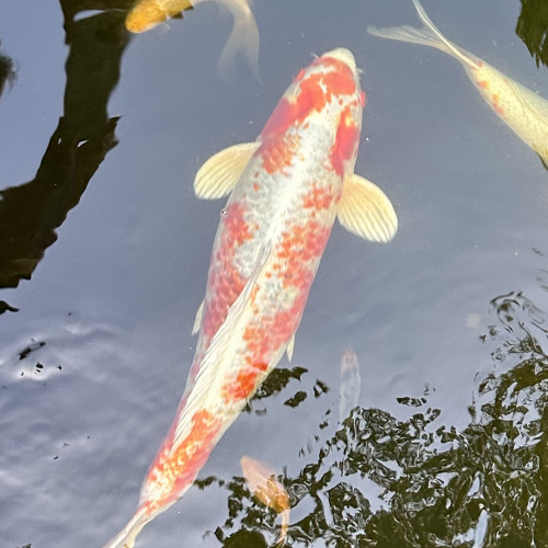 Carpes koi.  60cm
