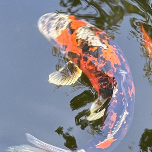 Carpes koi.  60cm