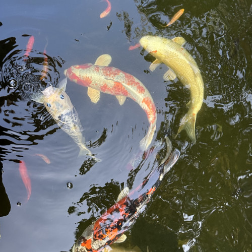 Carpes koi.  60cm