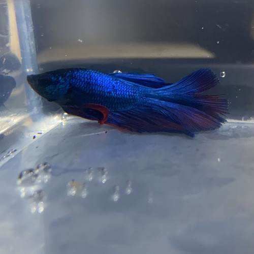 Combattant - Betta Splendens