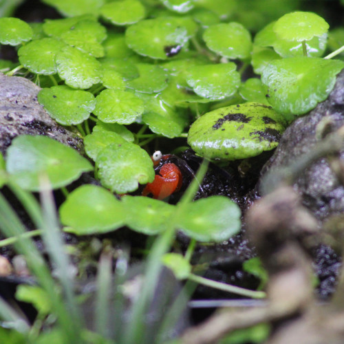 Geosesarma  hagen red devil juvénile de 3 à 4 mois