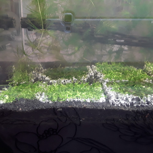 aquarium dennerle 30 l + filtre + lampe + sol + plantes+ mousses+ racine et cholla