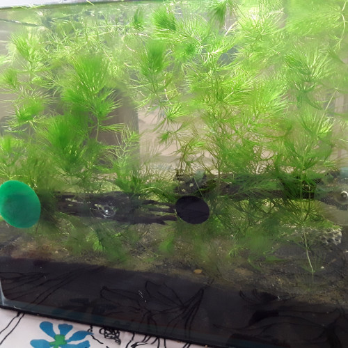 aquarium dennerle 30 l + filtre + lampe + sol + plantes+ mousses+ racine et cholla