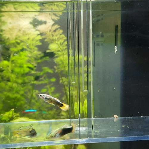 3 guppys mâle