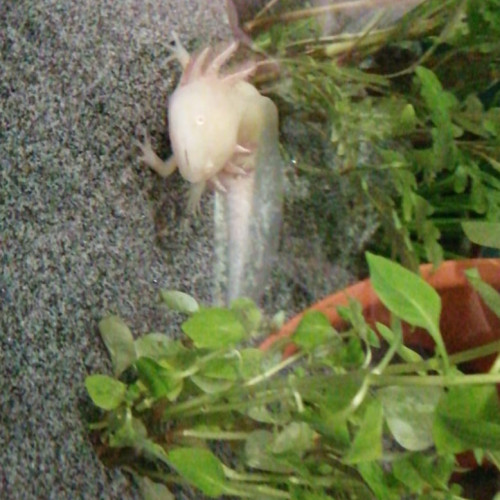 Recheche un axolotl male URGENT