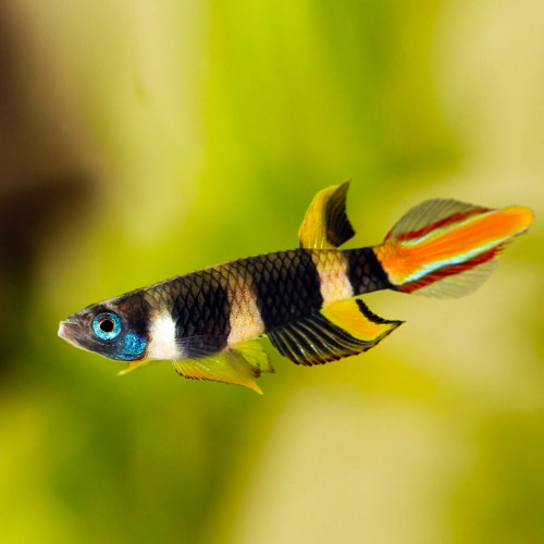 Vends killis clown (Epiplatys annulatus)