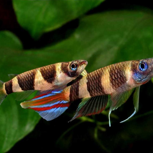 Vends killis clown (Epiplatys annulatus)