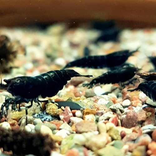Crevettes Black Sakura