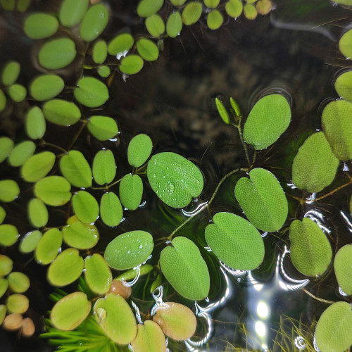 Salvinia auriculata