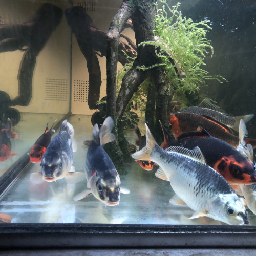 8 Carpes Koi
