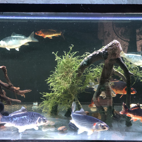 8 Carpes Koi