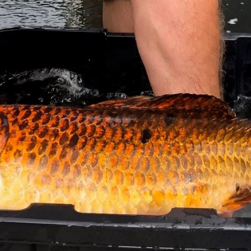 Carpe koi