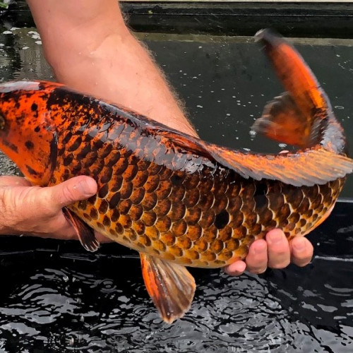 Carpe koi