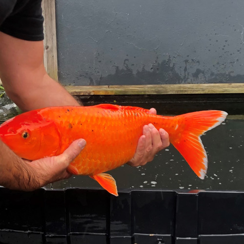 Carpe koi