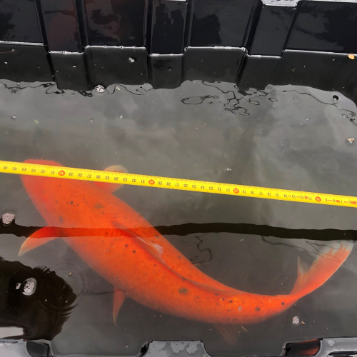 Carpe koi