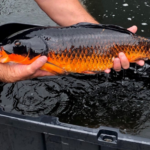 Carpe koi