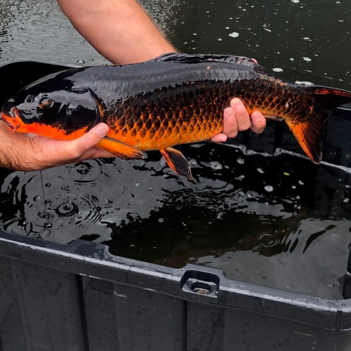 Carpe koi