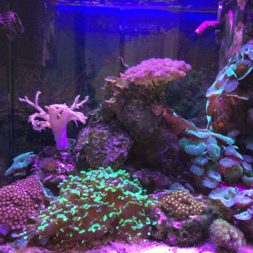 Vente de mon aquarium récifalJuwel Lido 120