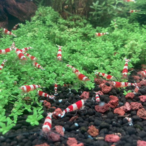 Caridina Crystal red