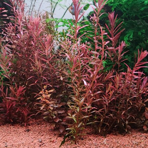 Rotala Blood Red SG Variant