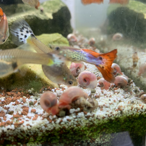Guppy mâle et femelle